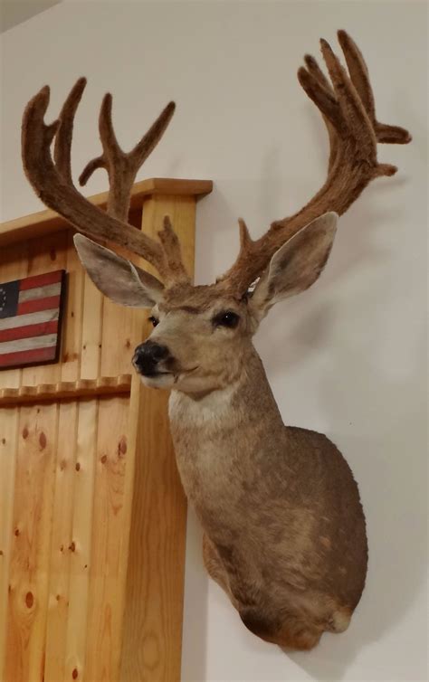 Mule Deer Shoulder Mount 7x9 In Velvet Non Typical