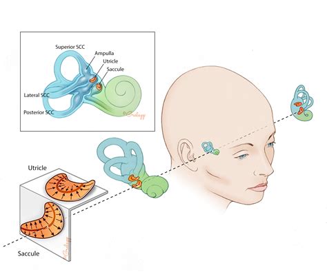 Anatomy Of Vestibular System