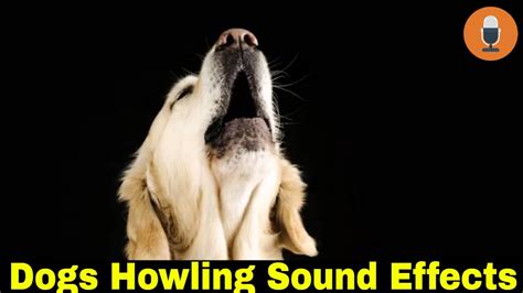 Dogs Howling Sound Effects Youtube