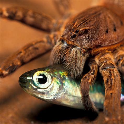 Spider Eating Insect