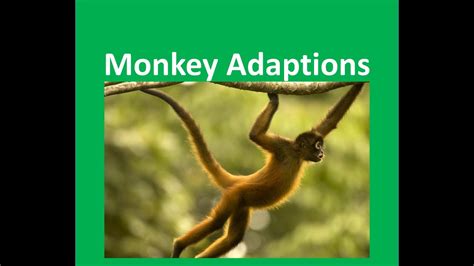 Monkeys Adaptations To Their Habitat For Kids Youtube