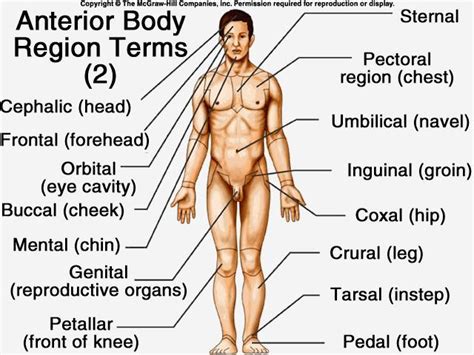 Remnants of cervical ribs secondarily fused to cervical vertebrae (the uppermost part of the vertebral column) are represented by behind the head of the rib is a narrow area known as the neck; Anterior Body Landmarks - Biology Core Curriculum 024 with ...