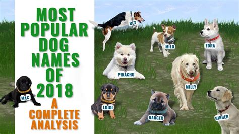 Lavender, jasmine, rose, juniper etc are some ideas. Most Popular Dog Names Of 2018 - A Complete Analysis - Petmoo