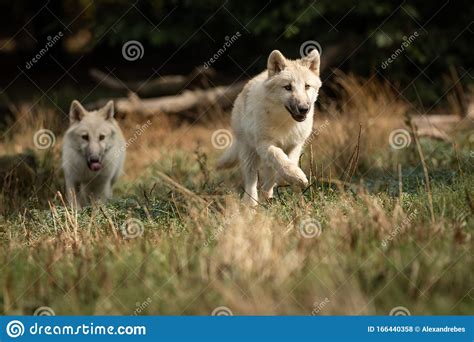 White Wolf In The Forest Stock Photo Image Of Face 166440358