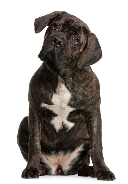 Premium Photo Cane Corso 9 Months Old Dog Portrait Isolated