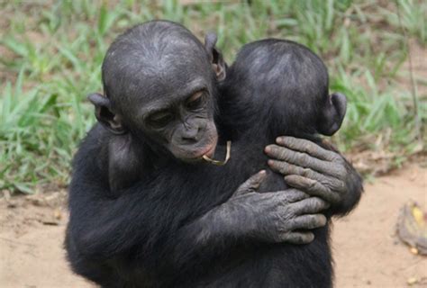 Love Bonobos For What They Are Big Think