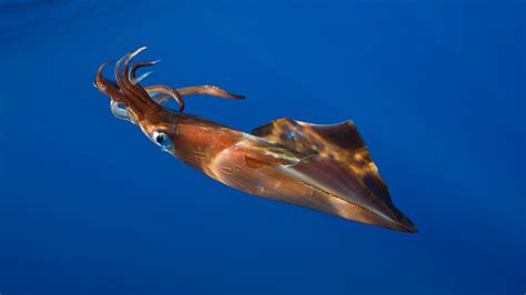 JohnathonFonohema: ¡Cuidado! 10+ Hechos ocultos sobre Giant Squid ...