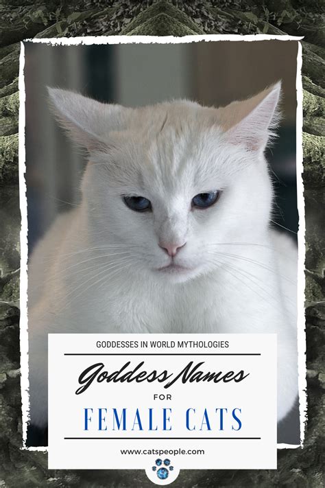 Greek goddess of magic and witchcraft, hecate is the perfect spooky name choice for a black kitten. 15 Goddess Names for Female Cats in 2020 | Cats, Cat ...