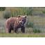 Coastal Brown Bear Cub Photograph By David DesRochers