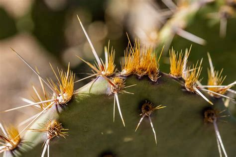 What Are Cactus Glochid Spines Gardeners Path