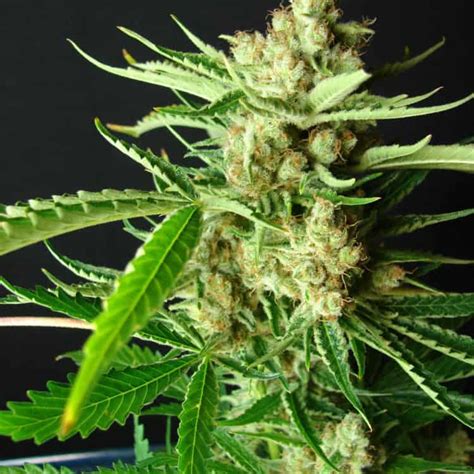 La Ultra Feminised Cannabis Seeds Resin Seeds Bud Champion