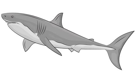 Great White Shark Clip Art 27131710 Png