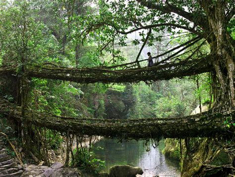 The Living Root Bridges Of Cherrapunji Meghalaya Living Root Bridges