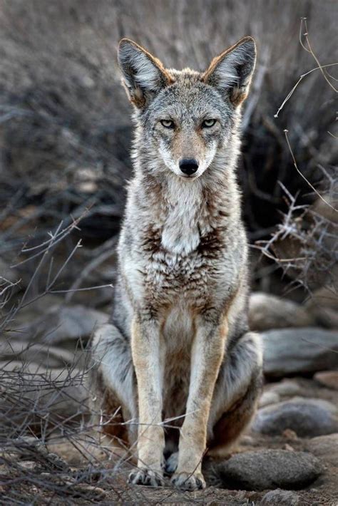 Display 1226 Main Coyotes 2 1140×1709 Coyote Animal Temperate