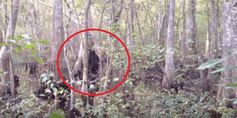 Video Dubbed ‘best Ever Bigfoot Sighting 967 Kcmq