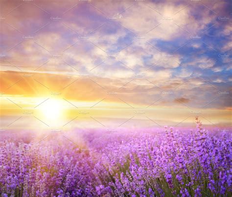 Sunset Lavender Field High Quality Health Stock Photos ~ Creative Market