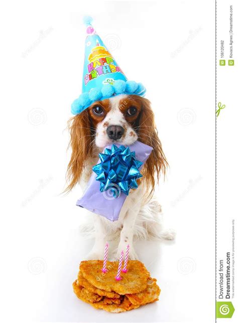 Happy Birthday Dog Photo Cavalier King Charles Spaniel