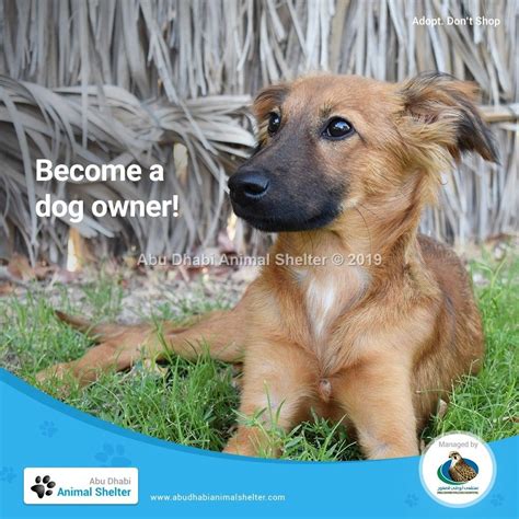 Give A Loving And Forever Home To A Dog Today And Reap Countless