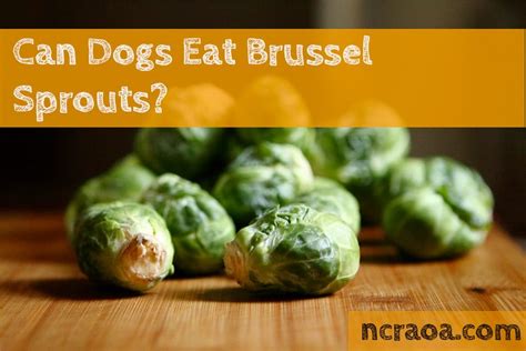 Learn more about the many unique health benefits brussels sprouts provide by reading on. Can Dogs Eat Brussel Sprouts? Are They Bad For Them ...