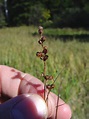 Juncus gerardii (saltmarsh rush): Go Botany