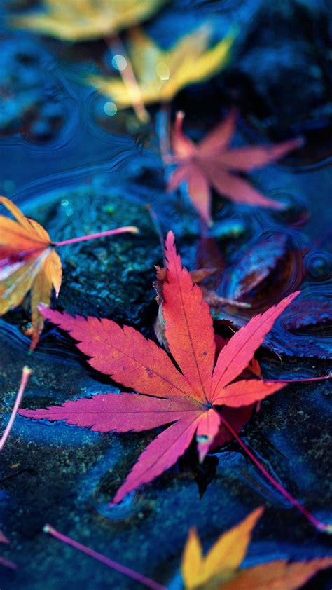 Maple Leaves 5k Wallpapers Hd Wallpapers Id 25967