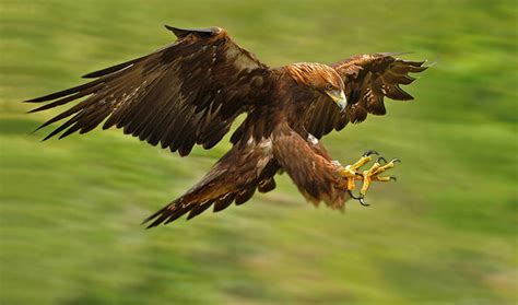 Golden Eagle National Bird Of Germany Interesting Facts About Bird