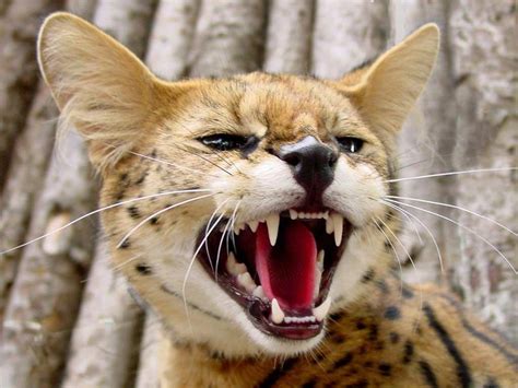 Serval Cat Servalcats African Cats African Serval Cat Serval Cats