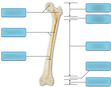 This framework consists of many individual bones and cartilages. Long Bone Structure Diagram Labeled / Seer Training Classification Of Bones - The largest bone ...