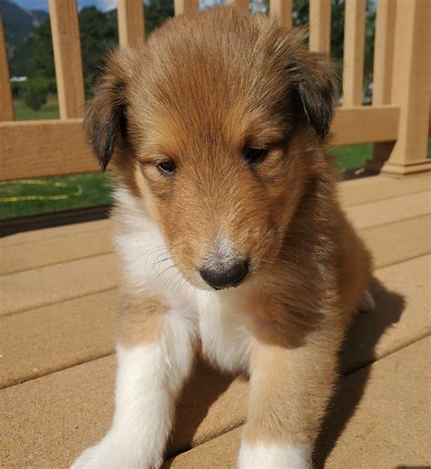 Available Male Puppies Colorado Collies
