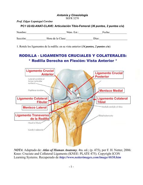 Pc1 U2 02 Anat Clave Rodilla Antomía Y Cinesiología Sefr 3270 Prof