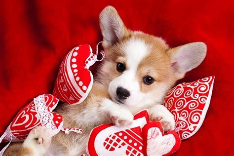 Whats Your Dogs Love Language Take Our Quiz To Find Out Corgi
