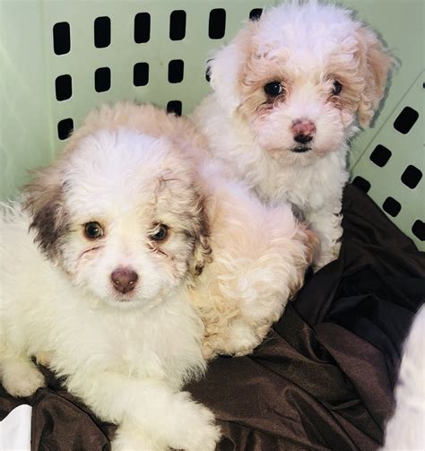Is an upscale boutique, featuring only locally bred puppies, canine apparel, gourmet treats, specialty foods and grooming. Maltipoo Puppies For Sale | La Mirada, CA #298954