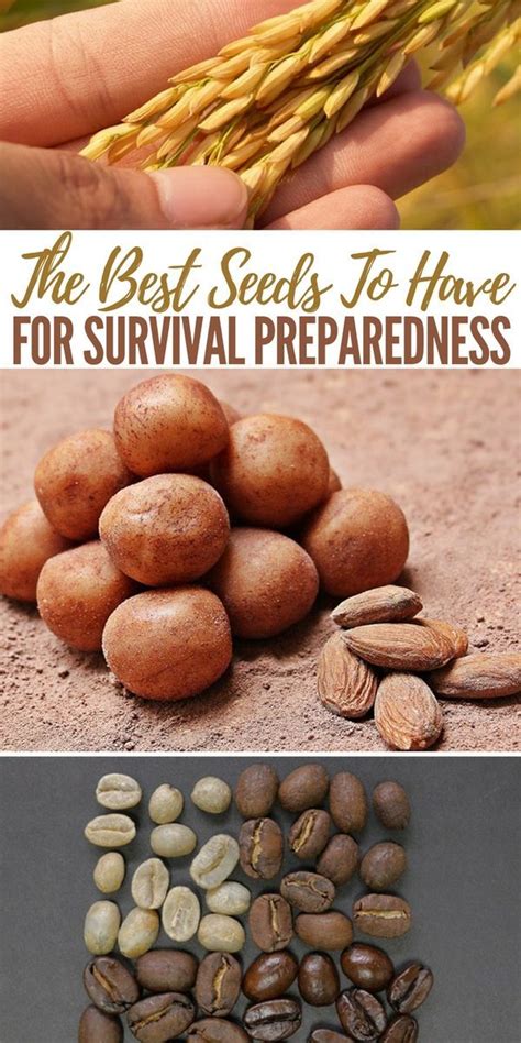The Best Seeds To Have For Survival Preparedness When It Comes To