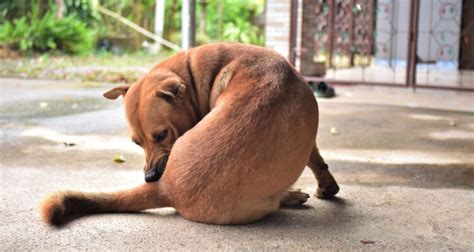 14 Reasons Why Your Dog Keeps Licking Their Base Of Tail