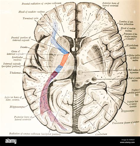 Anatomia Del Cervello Umano E Le Sue Strutture Correlate Foto Stock Alamy