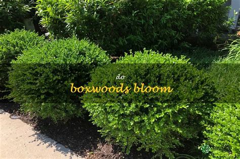 Boxwoods Exploring The Mysteries Of Bloom And How To Encourage