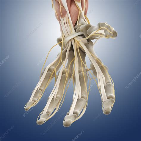 Carpal Tunnel Wrist Anatomy Artwork Stock Image C0200463