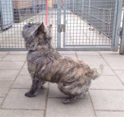 Cairn terrier is an active, game, hardy little terrier that is loaded with spunk. Trimmen Cairn Terrier - Voor de hond