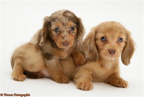 Cute Puppy Dogs Miniature Dachshund Puppies