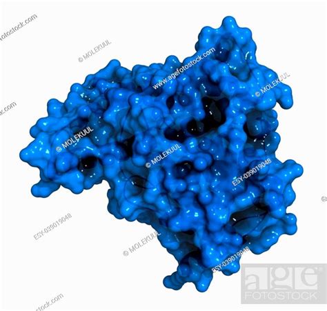Mechanism Of Action Of Sildenafil Stock Photos And Images Agefotostock
