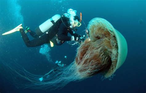 Jellyfish Mysterious Creatures Of The Marine World Hubpages