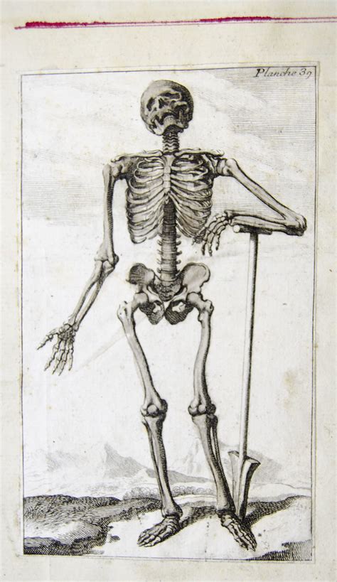 Skeleton French Anatomical Engraving Engraved Plate Show Flickr