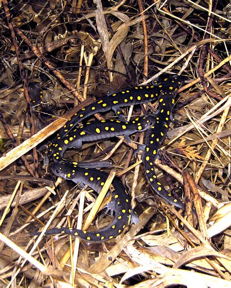 Spring Migration Of The Spotted Salamander Petroglyph Flickr