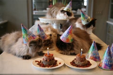 Cats In Birthday Hats A Million Inches Delicious