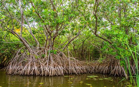 La Mangrove Un PrÉcieux Puits De Carbone Environnement Afrique