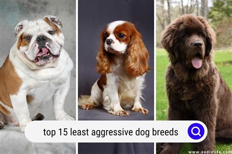 Top 15 Least Aggressive Dog Breeds With Photos Oodle Life