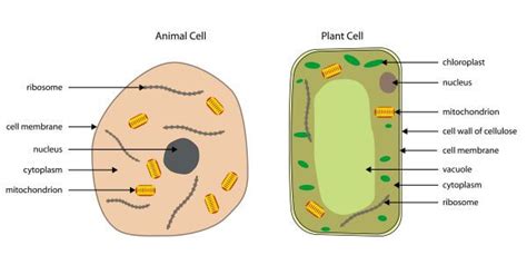 Plant Vs Animal Cells Biology Dictionary