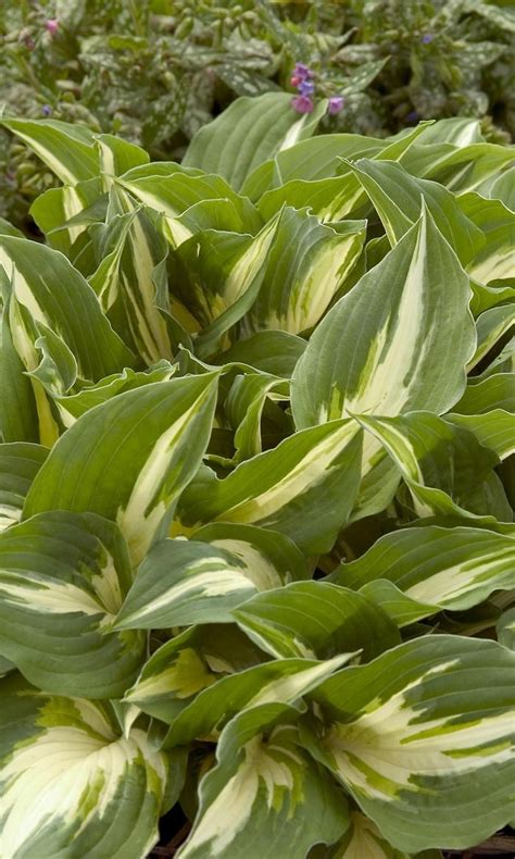 Hosta Night Before Christmas Plantain Lily From Scotts Garden Centre
