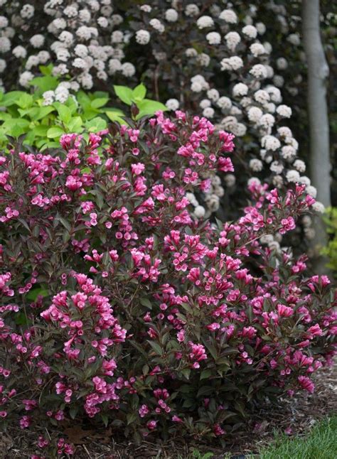 Looking for shrubs that are shade loving? 14 Flowering Shrubs for Sun — HGTV | Shade shrubs ...