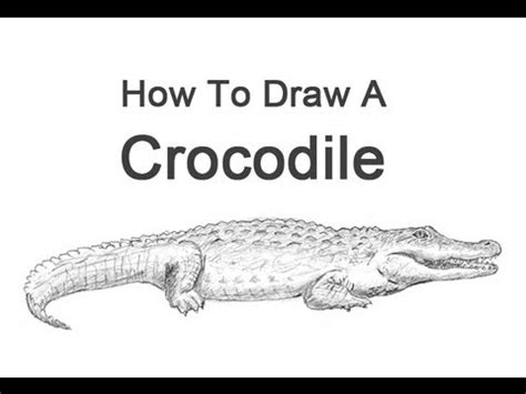 How to draw a crocodile. How to Draw a Crocodile - YouTube